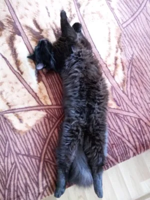 Черный пушистый сибирский кот Стоковое Изображение - изображение  насчитывающей посмотрите, мужчина: 183045383