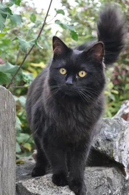 Черный-пречерный кот сибирский» — создано в Шедевруме