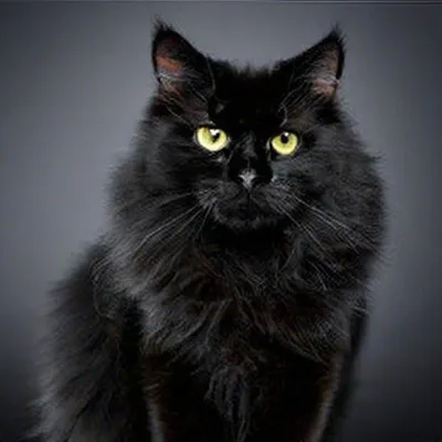 Сибирский кот черный (39 лучших фото)