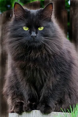 Черные пушистые котята - 66 фото