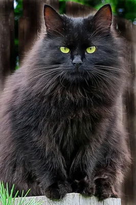Чёрный кот сибирский мурзик» — создано в Шедевруме