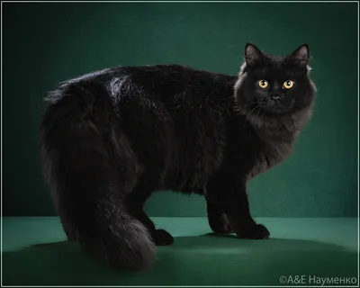 Бомбейский кот сибирский кот Котенок Корат, котенок, млекопитающее, кошка,  как млекопитающее png | PNGWing