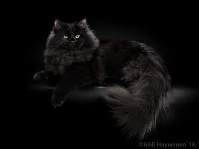 Сибирская кошка: происхождение породы, особенности характера и ухода