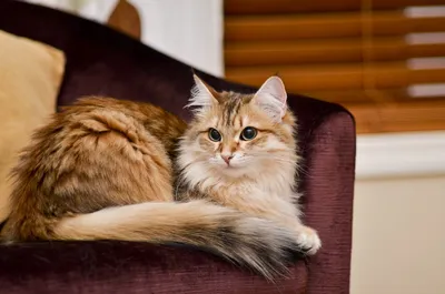 Сибирская кошка: фото, характер, описание породы