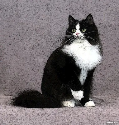 Сибирский кот черный (39 лучших фото)