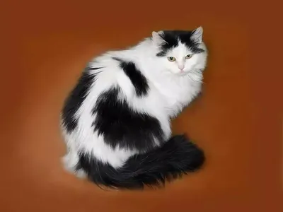 Красивый сибирский черный и коричневый кота крупного плана визуальный  контакт Outdoors Стоковое Изображение - изображение насчитывающей мило,  контакт: 77570485