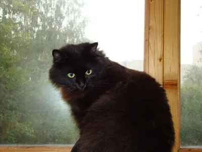 Порода Сибирских черных котов | Дачная жизнь / Домашние рецепты | Дзен