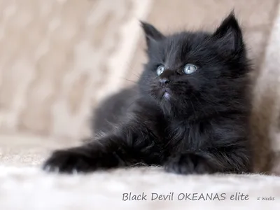 Черный сибирский кот: описание породы, правила ухода | Дачная жизнь /  Домашние рецепты | Дзен