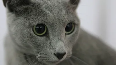 Сибирский голубой кот фото фотографии