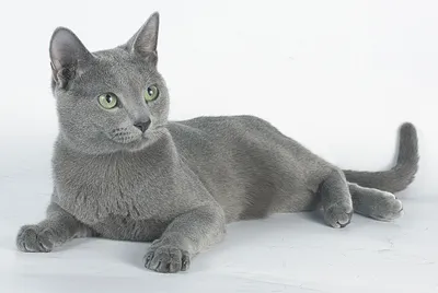 Русские голубые кошки – особенности породы | Статьи от партнеров |  Понедельник. Все главные события и новости Тольятти