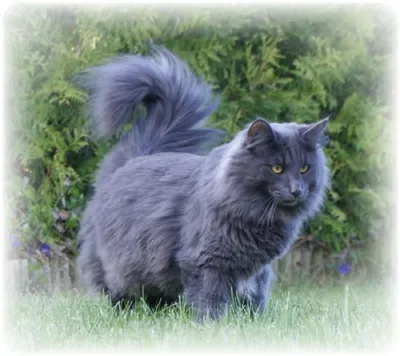 Порода кошек сибирская голубая - 70 фото