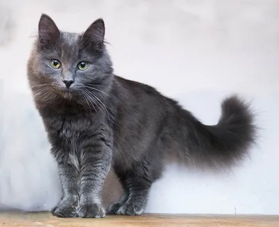 Сибирская кошка голубого окраса