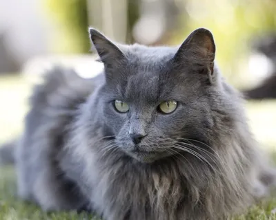 Сибирский голубой кот - 62 фото