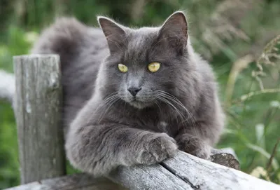 ✓ Русская голубая кошка – короткошерстная порода голубого окраса с зелеными  глазами - YouTube