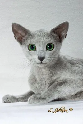 Русский голубой кот | Приют для безнадзорных животных
