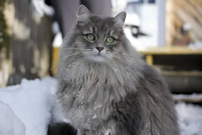 Породы кошек: Сибирская кошка | Статьи CAT STEP