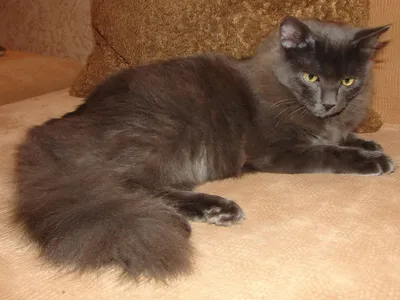 Nekobu - Крупный русский голубой кот Тор в добрые руки - Кошки и котята в  дар в Москве