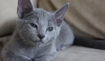 Русская голубая кошка: все о кошке, фото, описание породы, характер, цена