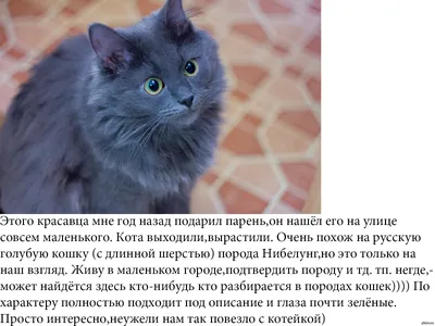 Найден Русский голубой кот в Митино, ищет хозяина. | Pet911.ru