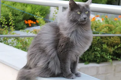 Русский голубой кот Ямир