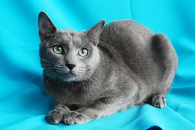 Сибирский голубой кот - картинки и фото koshka.top