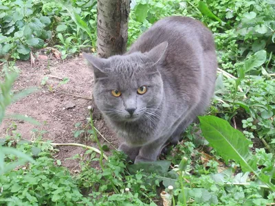 Русский голубой кот» — создано в Шедевруме