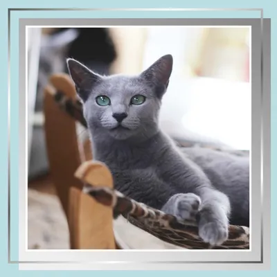 Русский Голубой Кот, Сидя На Изолированных Белый Стоковые Фотографии |  FreeImages