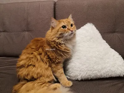 Сибирский кот фото рыжий 