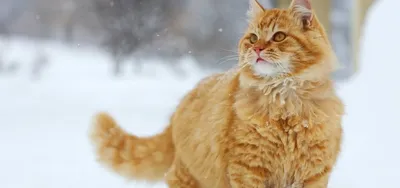 Рыжий сибирский кот: фото, описание породы