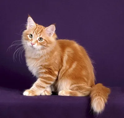 Красный сибирский кот - картинки и фото koshka.top