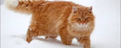 Сибирский кот рыжий - 43 фото