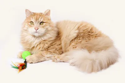 Рыжие кошки и котята: описание пород, факты и мифы про рыжий окрас