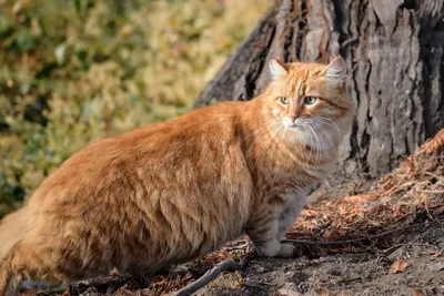 Обои на рабочий стол Упитанный рыжий сибирский кот, стоящий возле дерева,  настороженно прислушивается к шуму в кустах, обои для рабочего стола,  скачать обои, обои бесплатно