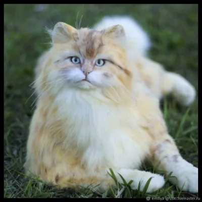 Купить Рыжий Сибирский кот в стиле тедди натюр Музыкальныйс - тедди, рыжий, рыжий  кот | Сибирские кошки, Кошки, Кошка из войлока