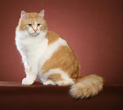 Кот сибирский рыжий с белым - 76 фото