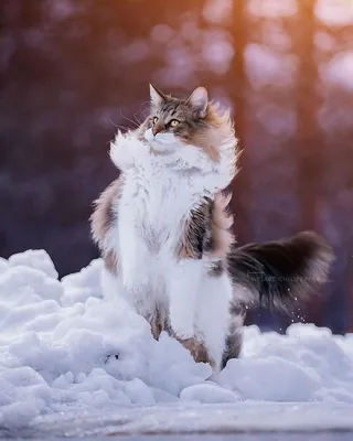 пушистый рыжий сибирский кот ходит на поводке или упряжке в очень жаркую  погоду на улице летом. домашнее животное на грани теплово Стоковое Фото -  изображение насчитывающей жара, проводка: 225194112