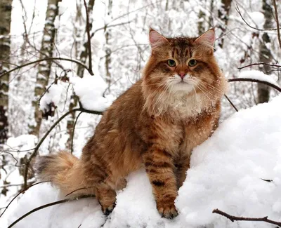 Рыжие сибирские коты - 65 фото