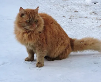Рыжие сибирские коты (43 лучших фото)