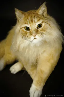 Фото сибирских кошек в 1-9 месяц — вес и рост котенка по месяцам.