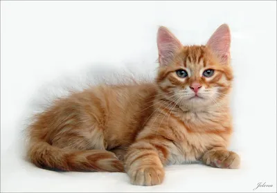 Сибирский кот фото рыжий фотографии
