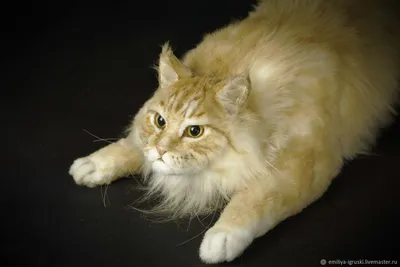 Сибирская кошка рыжая - 72 фото