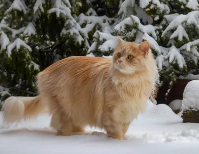 Сибирский рыжий кот в валенках и …» — создано в Шедевруме