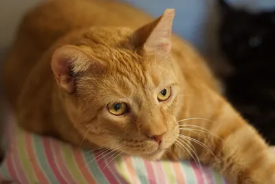 Рыжий пушистый сибирский кот. Реалистичная игрушка – заказать на Ярмарке  Мастеров – P5MOEBY | Мягкие игрушки, Тюмень