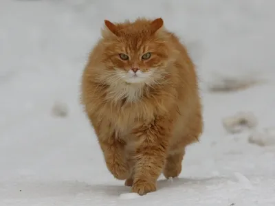 Рыжий кельтский кот - 45 фото