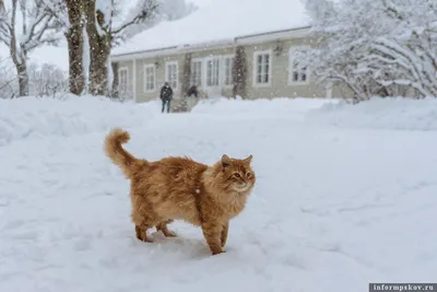 Рыжий сибирский кот, в стиле …» — создано в Шедевруме