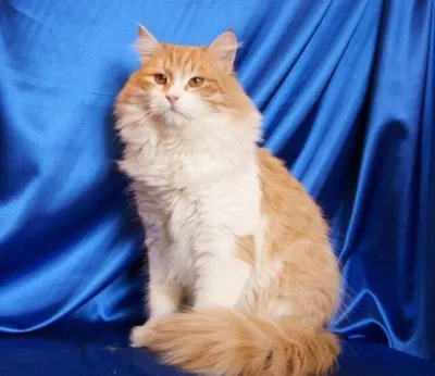 Сибирский котенок Ирбис - золотое чудо! | Пикабу