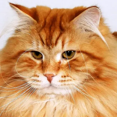 Рыжие коты: породы с фото, характер