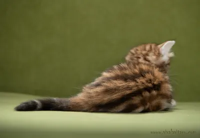 Рыжие сибирские коты (43 лучших фото)