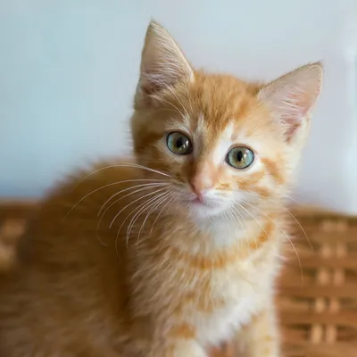 Сибирский кот рыжий с белым - картинки и фото koshka.top