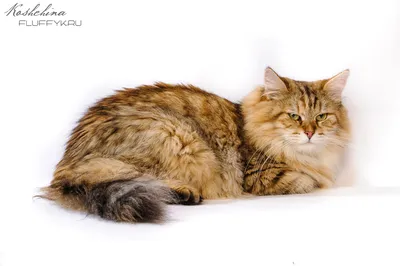 злой рыжий сибирский кот шипит и кричит открытым ртом и большими клыками,  сидя на природе в жаркую погоду крупным планом. Стоковое Фото - изображение  насчитывающей оскал, опасность: 224340020